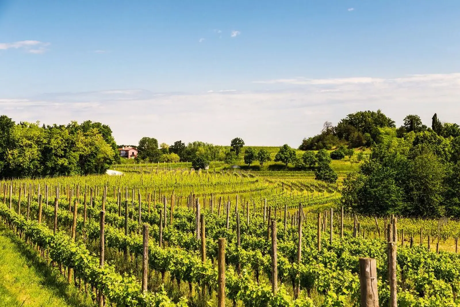 Vigneto nel paesaggio italiano