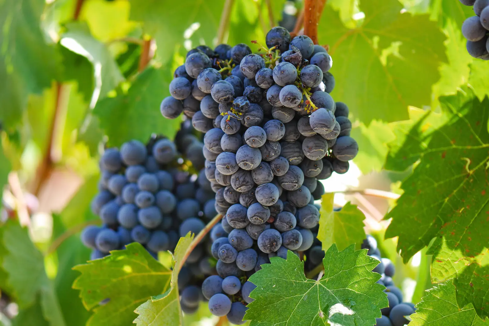 Grapes hang in dense, purple clusters on a vine, surrounded by green vine leaves.
