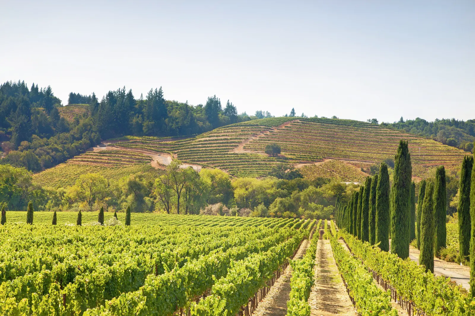 Vineyard with hills in the background and cypress trees lining the rows.