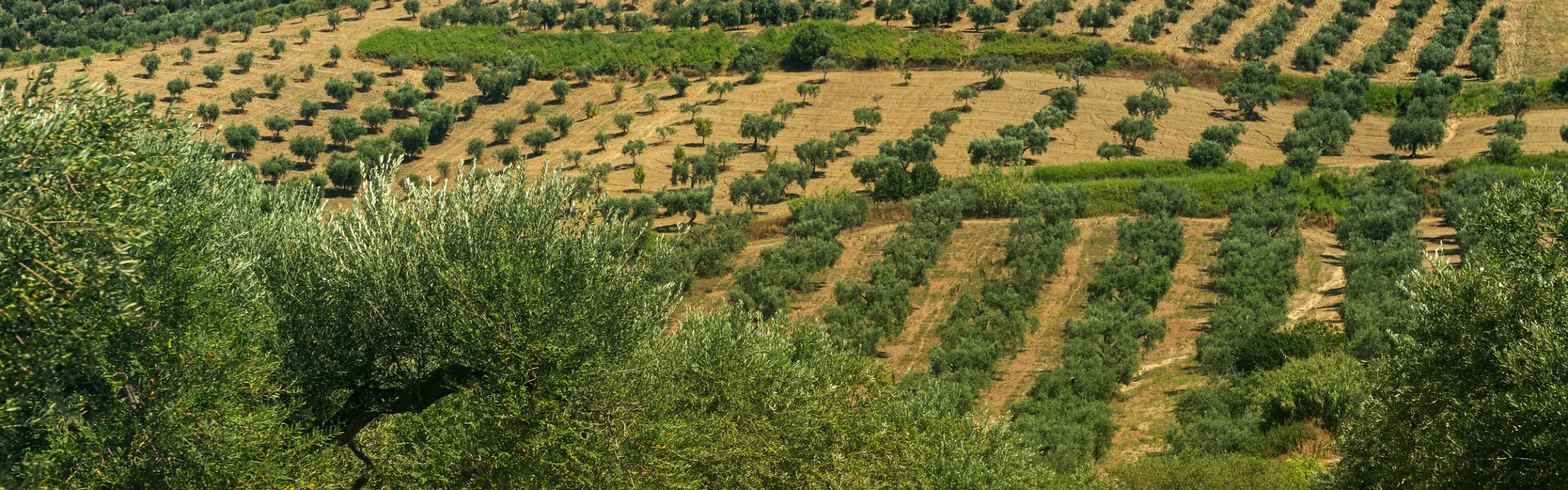 Olive groves in Apulia