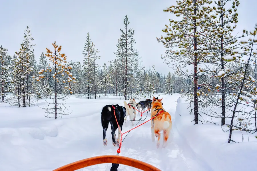 Husky sleigh ride