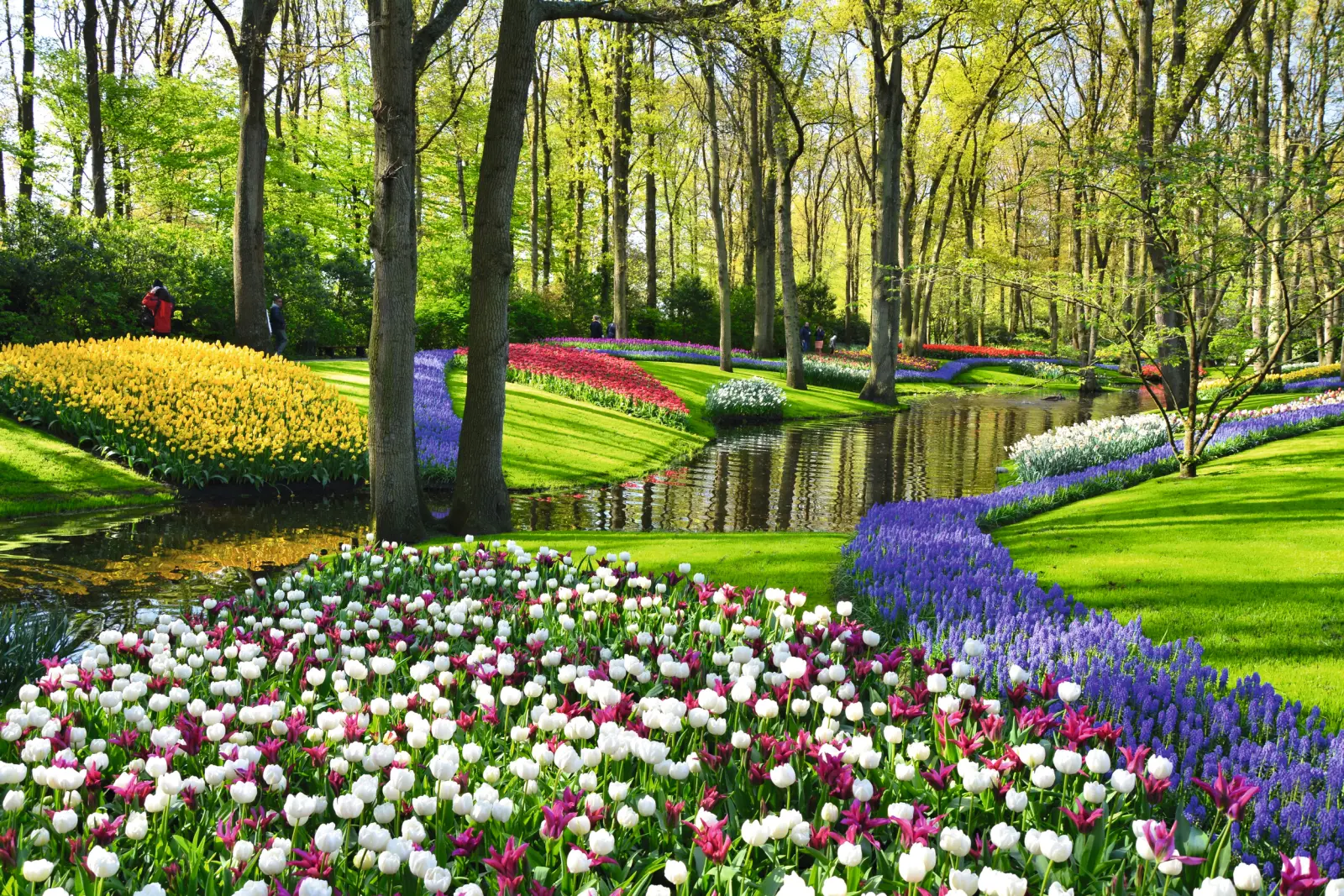 Flower bed in the park with colourful tulips and trees in the background.