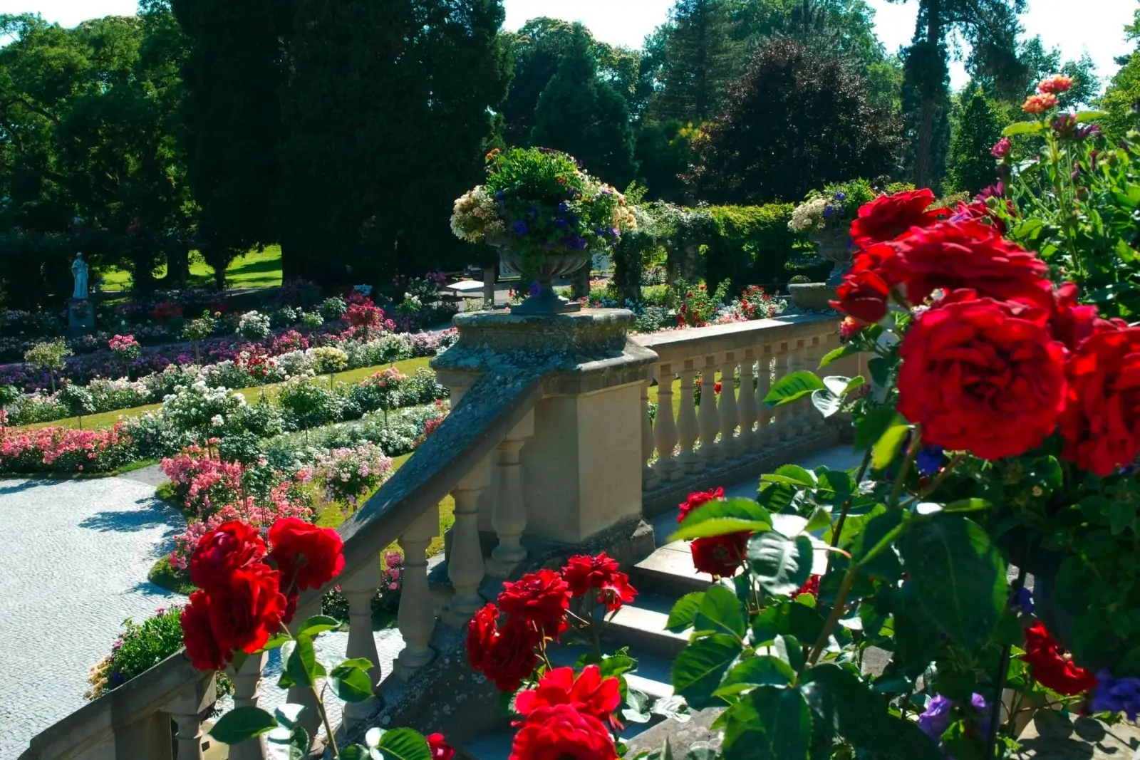 Rose Garden