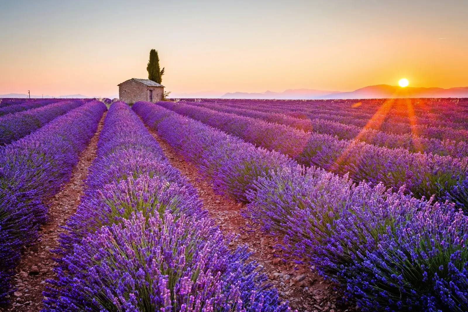 Lavender