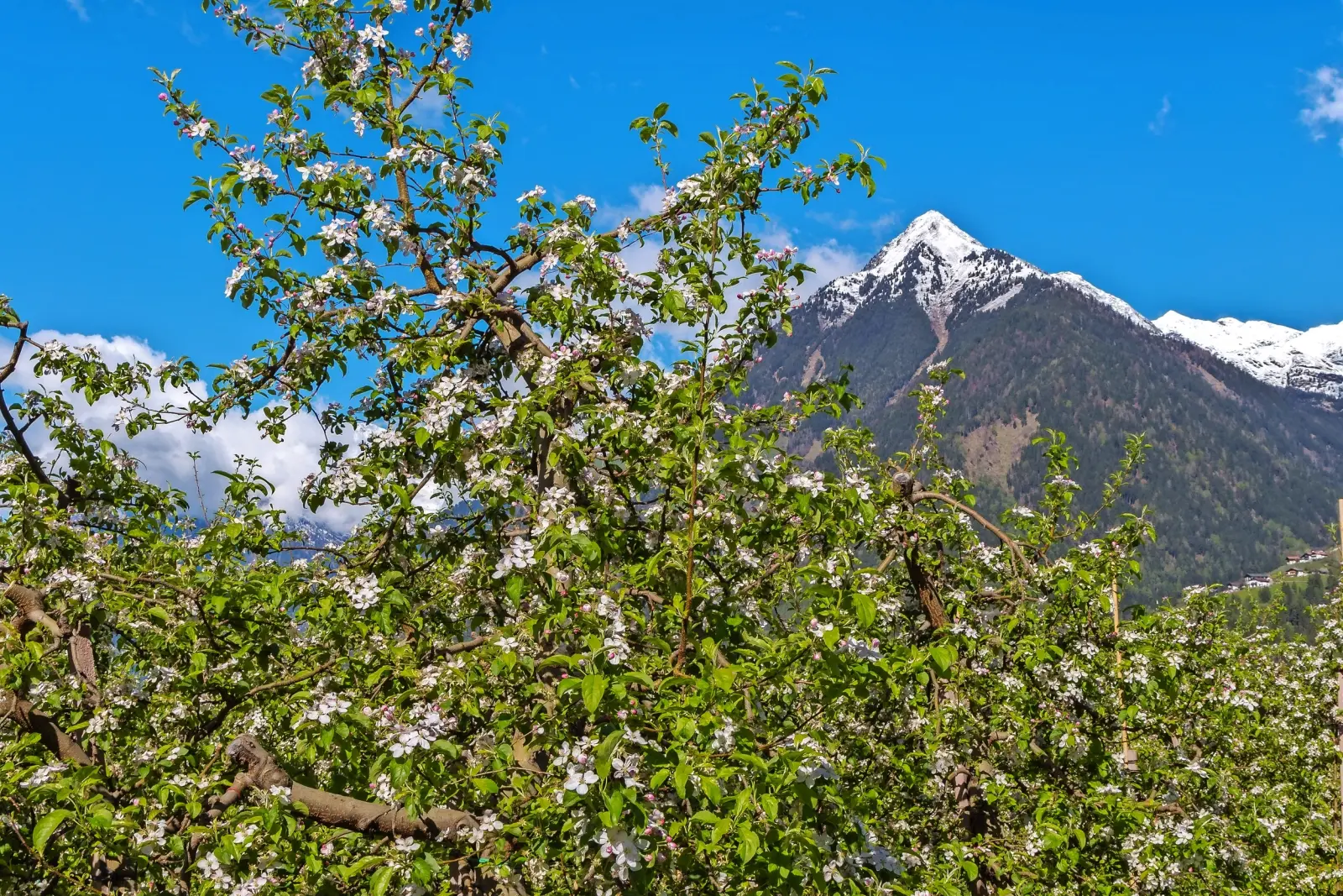 Apfelblüte in Südtirol