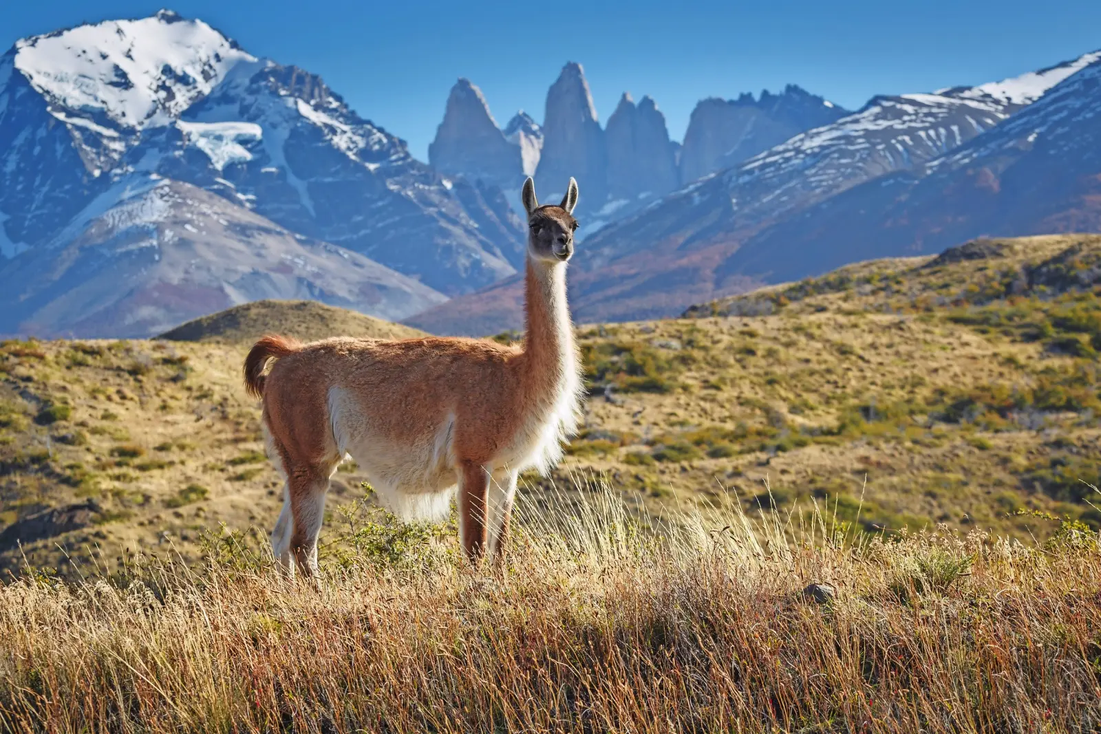 Un guanaco su un prato davanti a montagne innevate sullo sfondo.