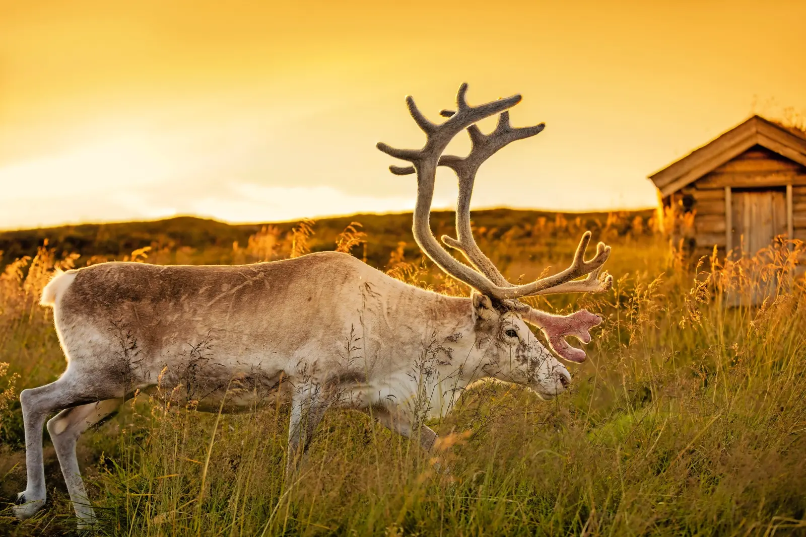 Midnight Sun at North Cape