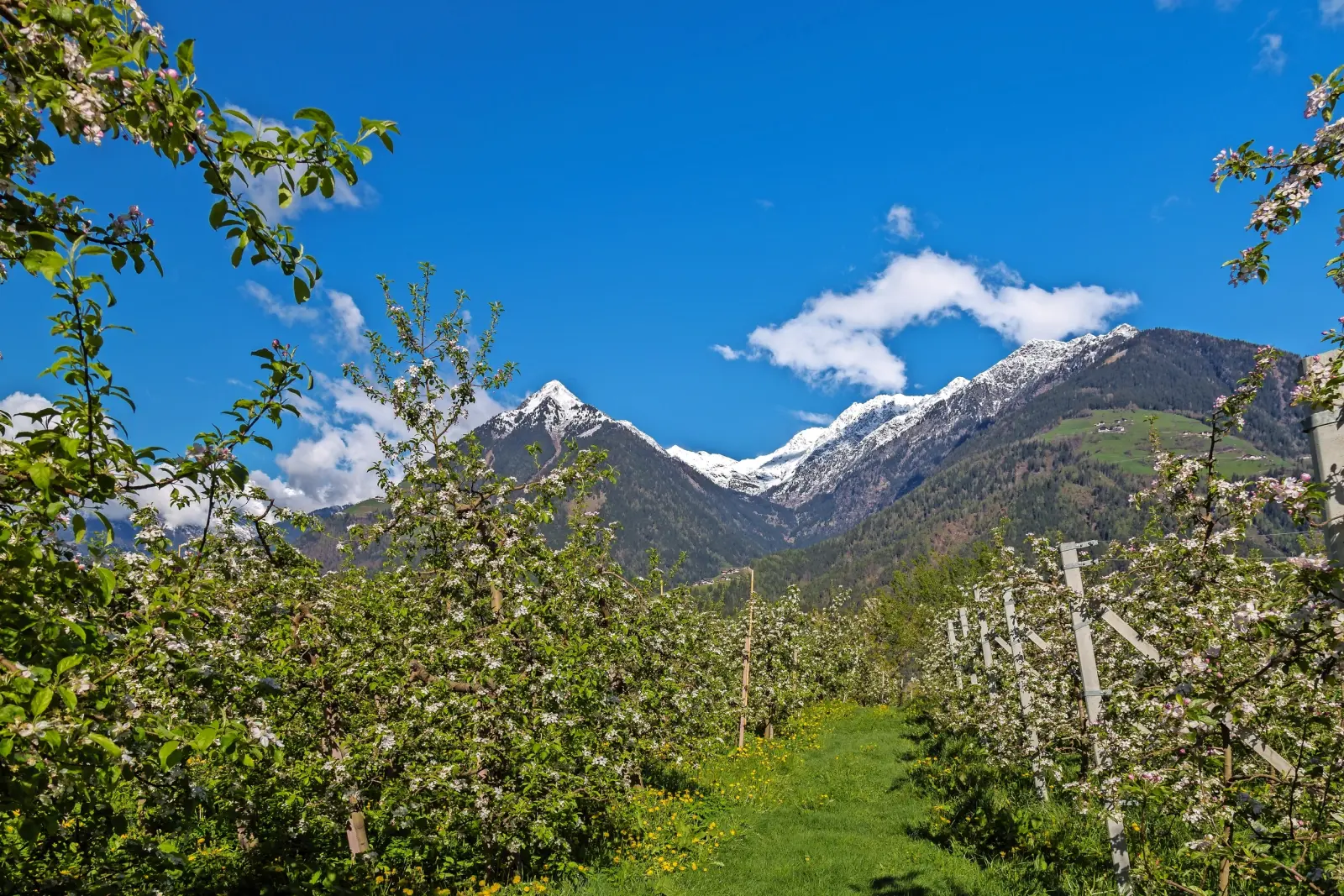 Apfelblüte in Südtirol