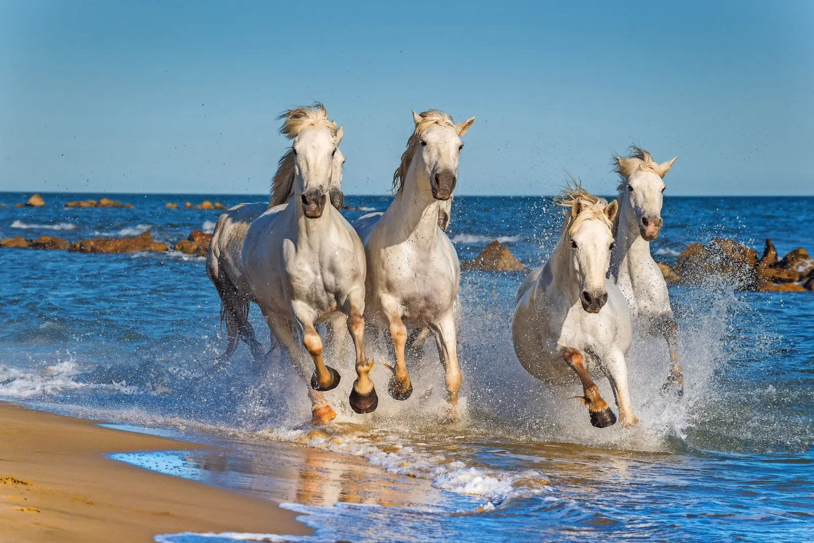 Camargue horses