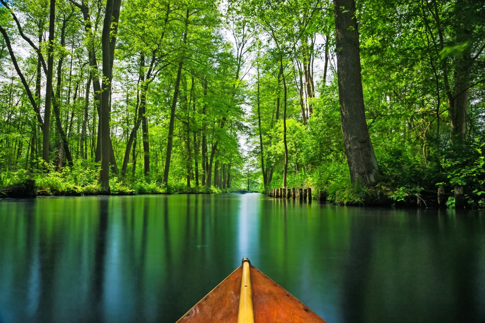 Canoë sur une rivière calme entourée d'arbres en été.