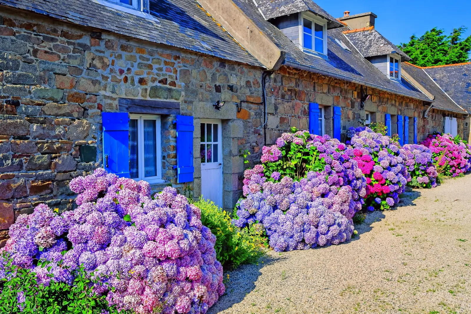 Ortensie colorate in un piccolo villaggio, Bretagna, Francia