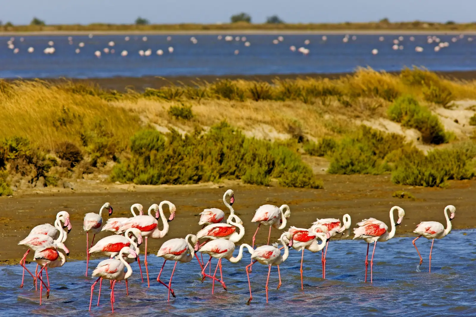 Flamingos