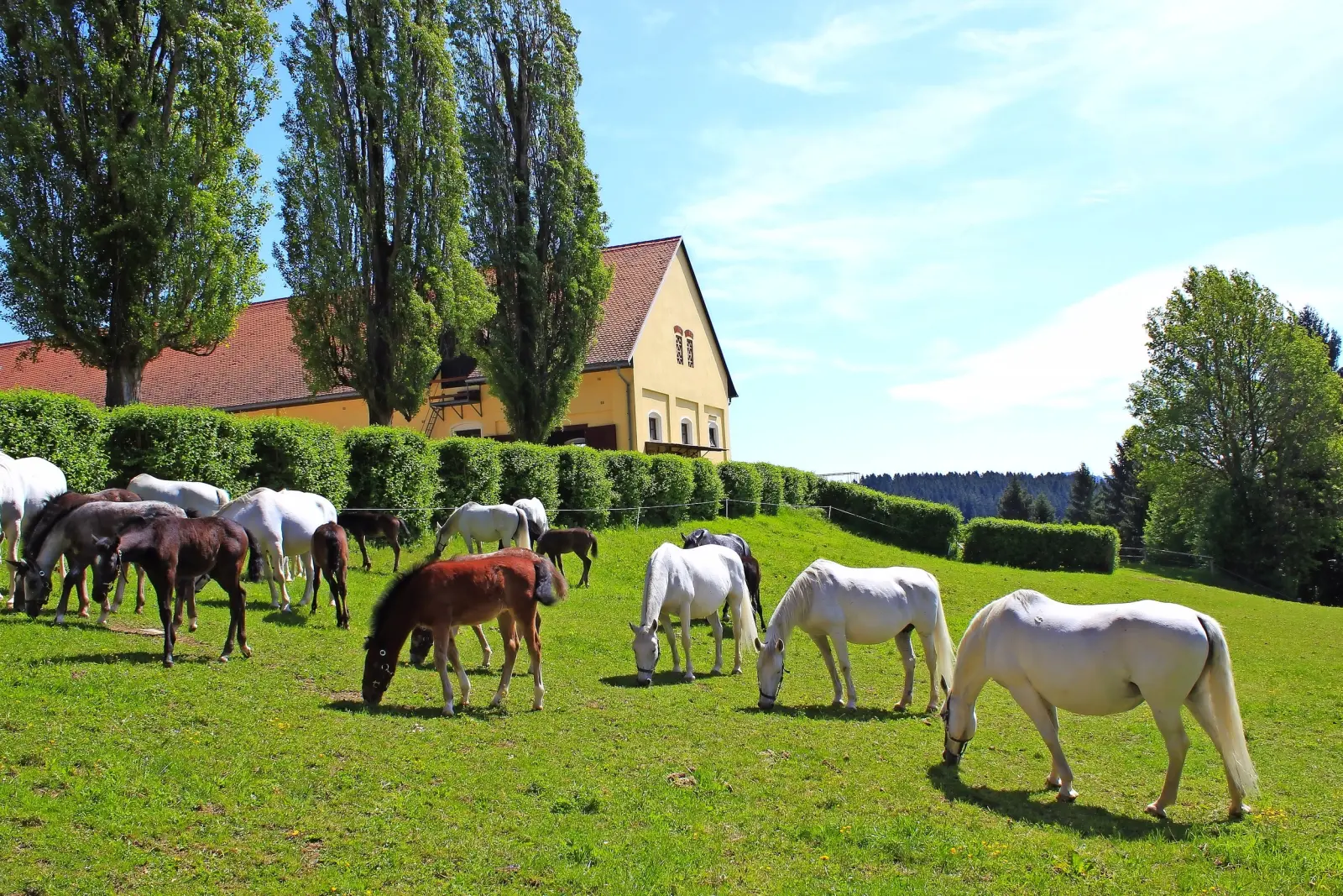 Lipizzaner - Stuten mit Fohlen