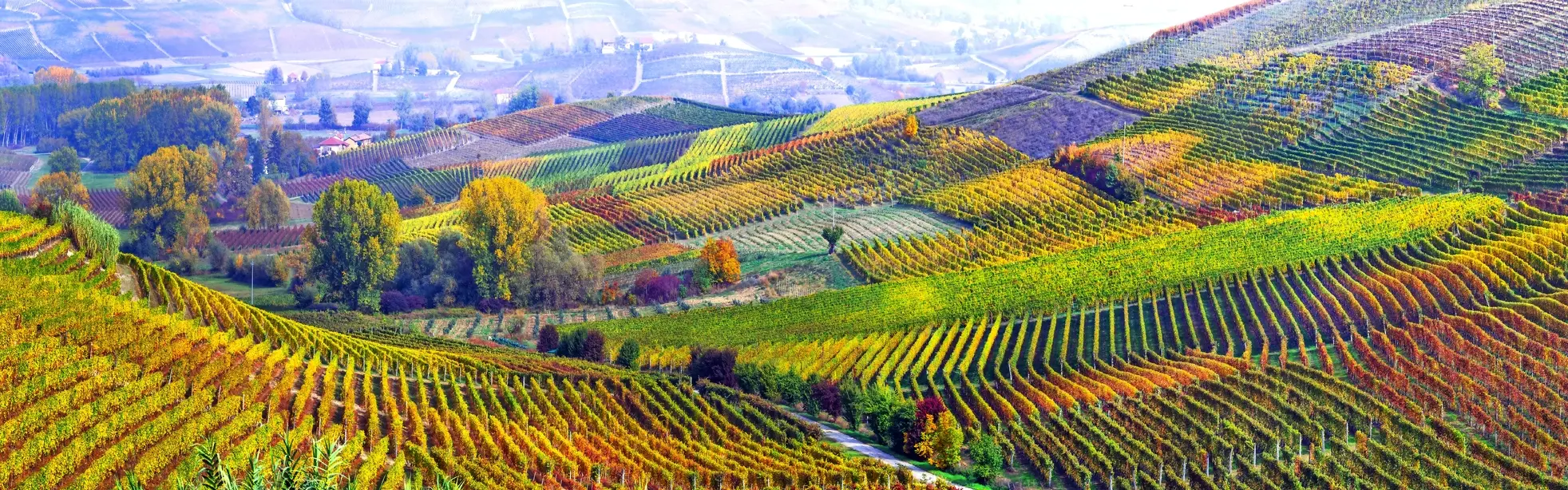 Colourful vineyards in autumn in a hilly landscape.