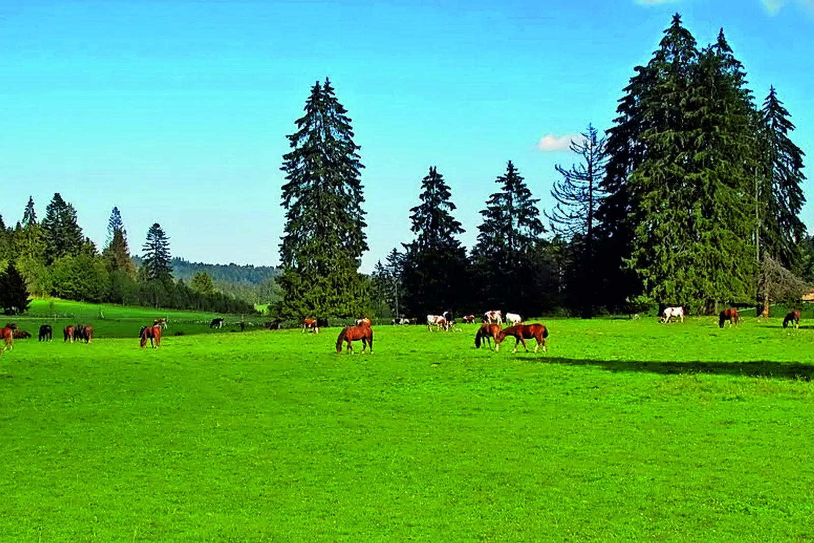 Jura