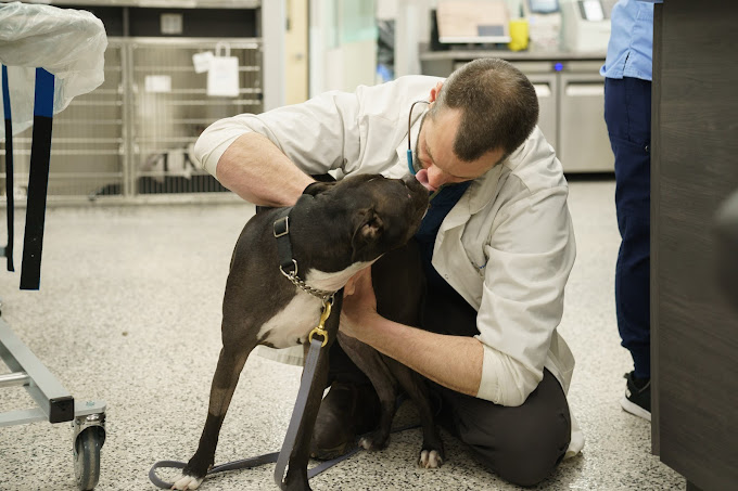 Emergency Veterinary Clinic Emergency Pet Vet Surrey BC