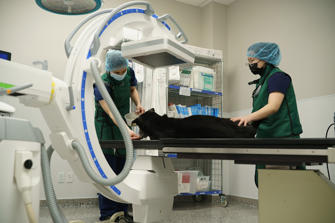 Veterinary Critical Care Services 24/7 Veterinary Emergency Surrey