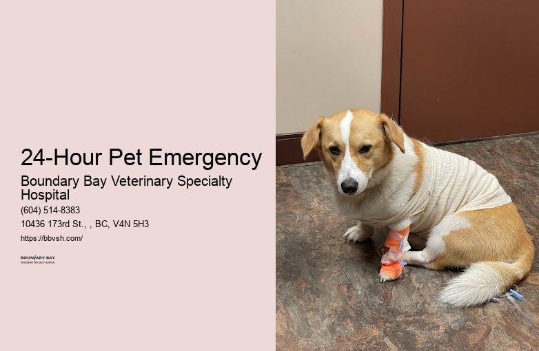 24/7 Pet Trauma Care 24-Hour Pet Emergency Surrey