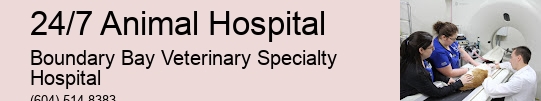 24/7 Animal Hospital Surrey Vet Hospital For Critical Cases