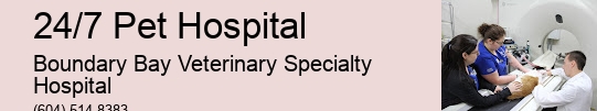 Pet Doctor Emergency Response 24/7 Pet Hospital Surrey