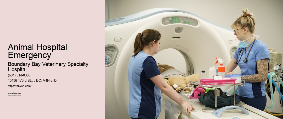 Emergency Veterinary Surgery Animal Hospital Emergency Surrey