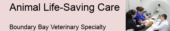 Pet Emergency Treatment Near Me Animal Life-Saving Care Surrey