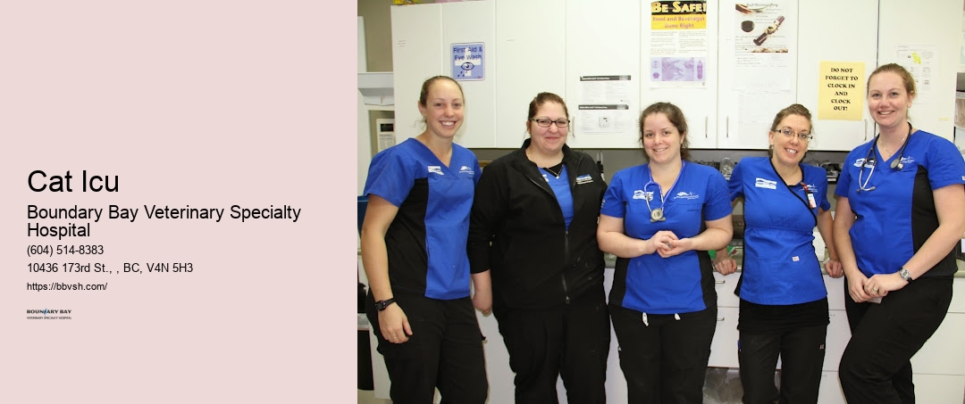 Cat Icu Surrey Vet Hospital 24 Hours