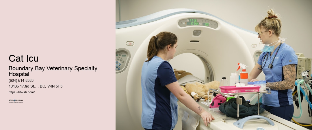 Cat Icu Surrey 24/7 Emergency Pet Doctor