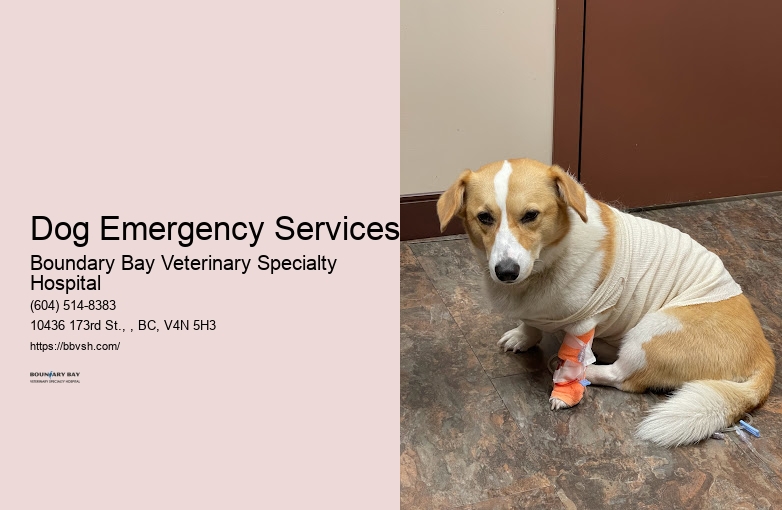 Best Emergency Vet Dog Emergency Services Surrey