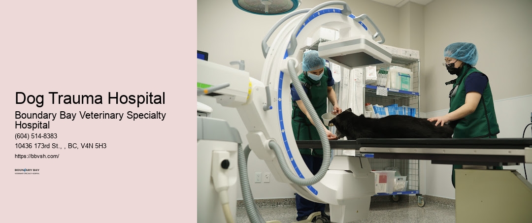Pet Hospital 24 Hours Near Me Dog Trauma Hospital Surrey