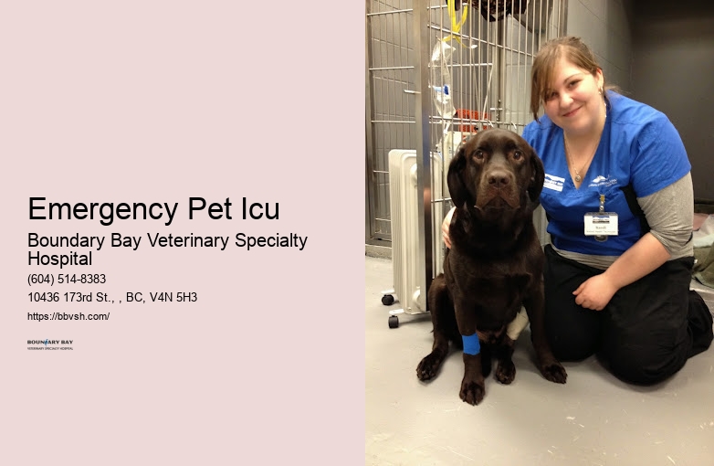 24-Hour Emergency Pet Clinic Emergency Pet Icu Surrey
