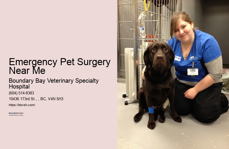 Emergency Pet Specialist Emergency Pet Surgery Near Me Surrey