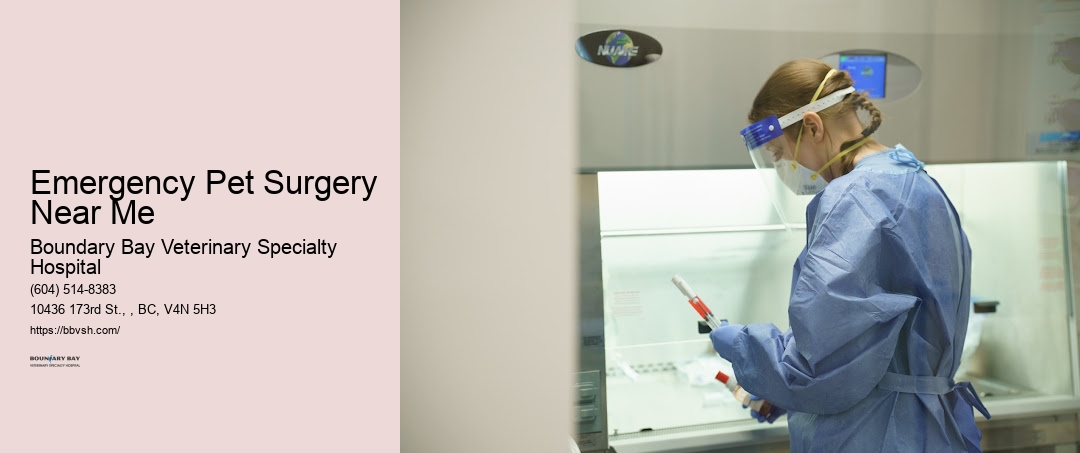 Animal Er Services Emergency Pet Surgery Near Me Surrey