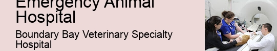 Veterinary Emergency Services Emergency Animal Hospital Surrey