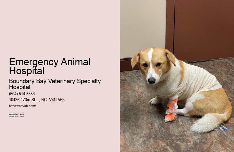Urgent Pet Care Near Me Emergency Animal Hospital Surrey