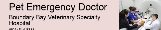 Pet Emergency Doctor Surrey Vet Open 24 Hours For Emergencies