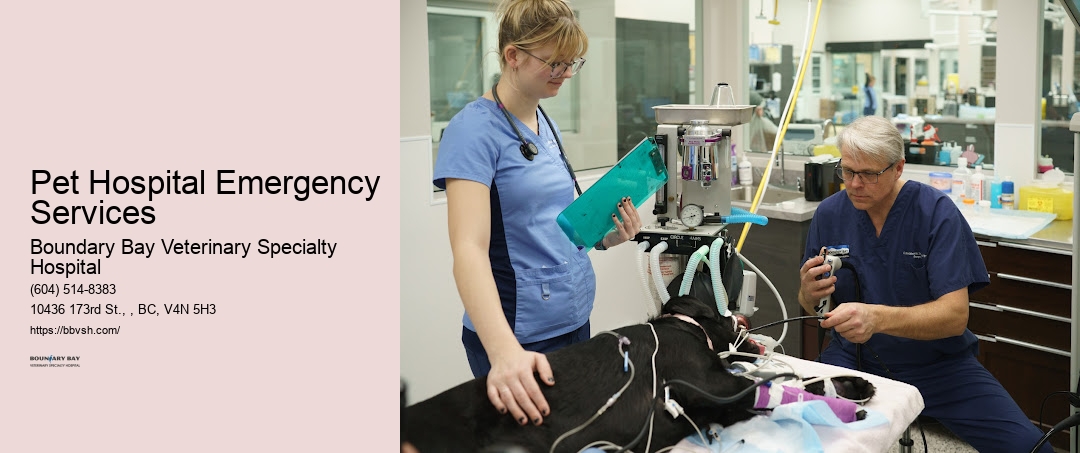 Pet Hospital Emergency Services Surrey Animal Clinic For Emergencies