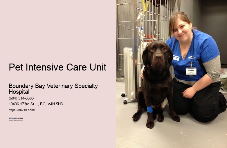 Cat Icu Pet Intensive Care Unit Surrey