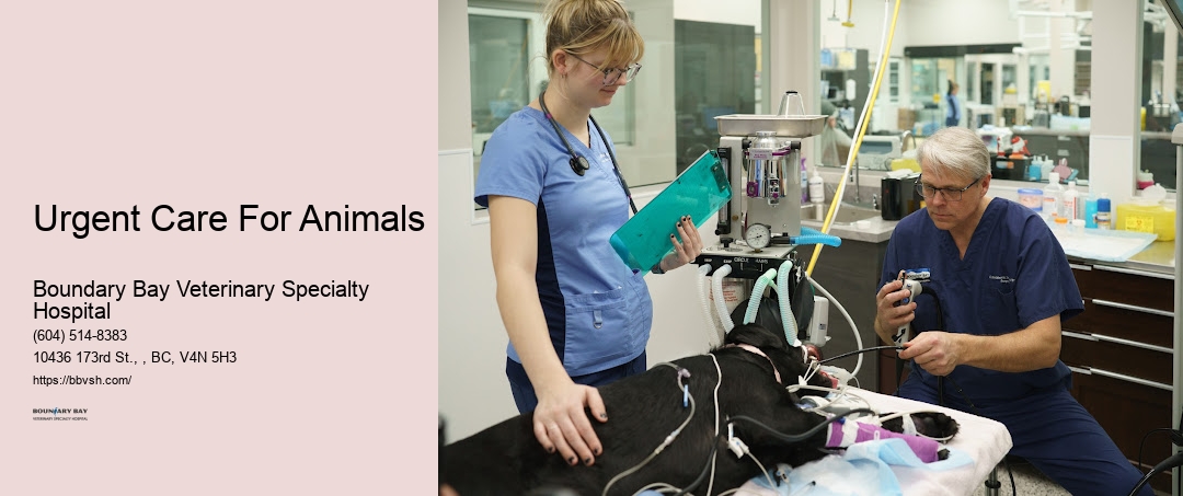 Emergency Animal Clinic For Pets Urgent Care For Animals Surrey