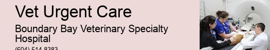 Emergency Pet Hospital For Cats Vet Urgent Care Surrey