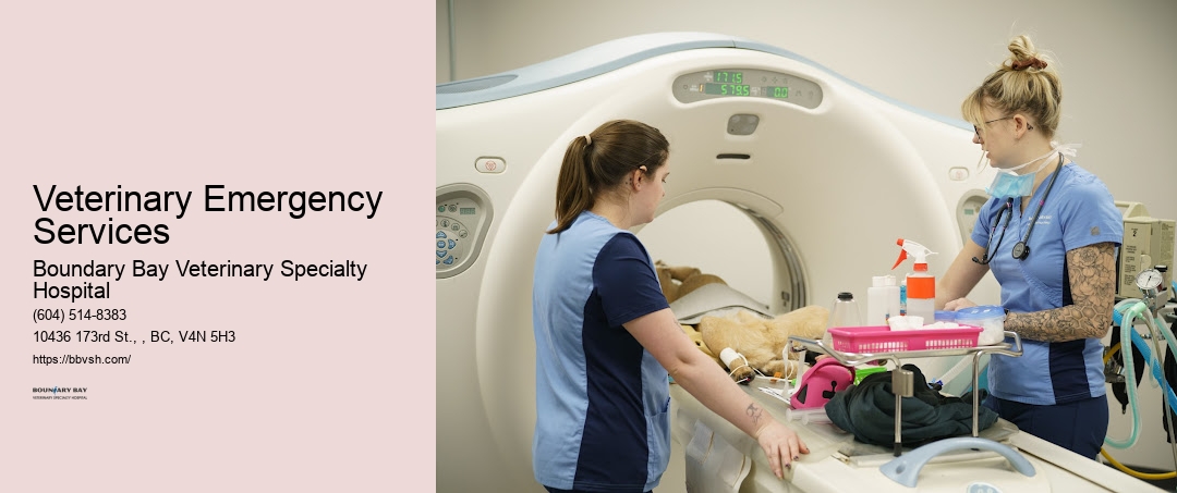 24/7 Vet Near Me Veterinary Emergency Services Surrey