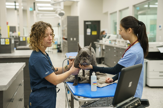 Emergency Animal Icu Pet Intensive Care Unit Surrey
