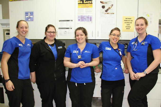 24-Hour Animal Clinic Near Me Pet Intensive Care Unit Surrey