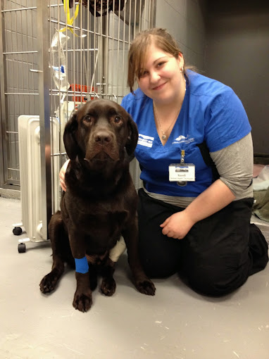 Pet Broken Bone Emergency Pet Vomiting Emergency Surrey
