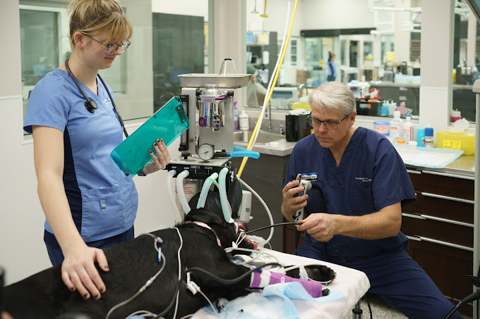 Pet Intensive Care Unit Surrey Animal Trauma Center