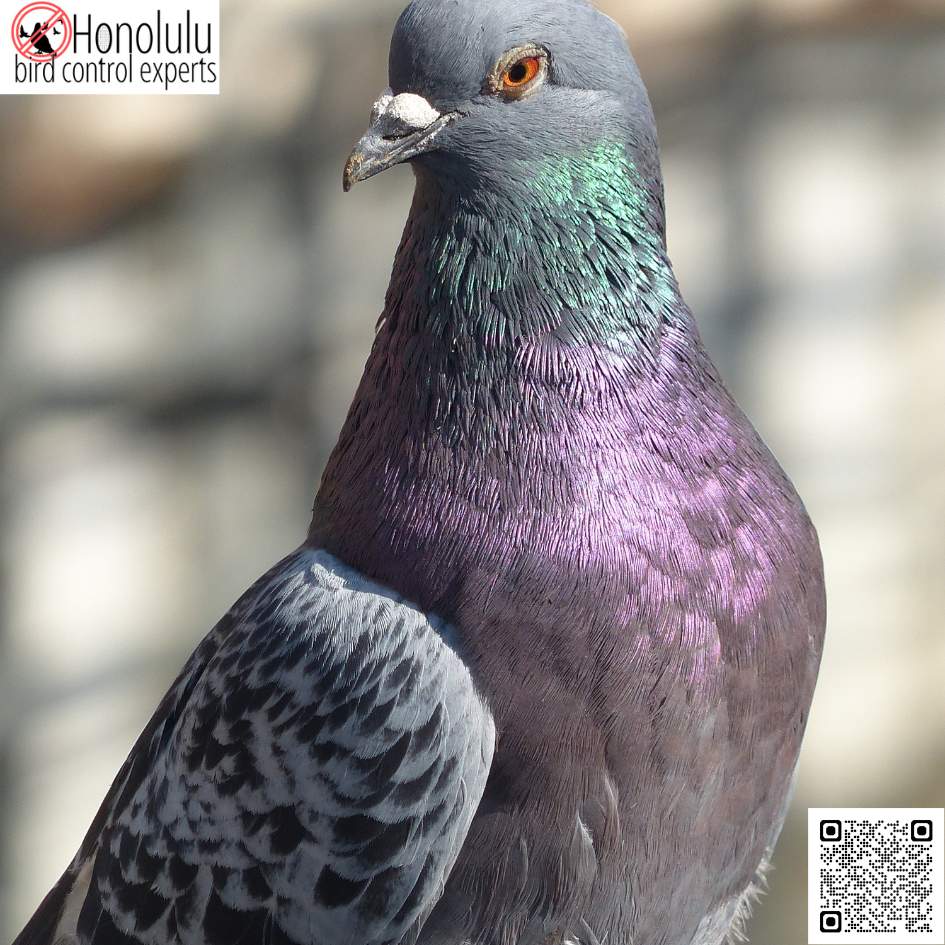 Common Bird Problems in Hawaii and How to Solve Them