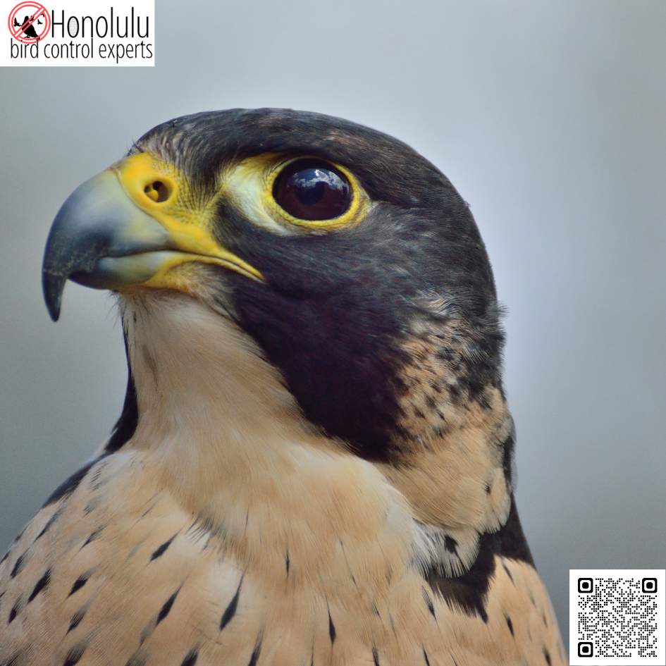 Protecting Your Home from Invasive Bird Species