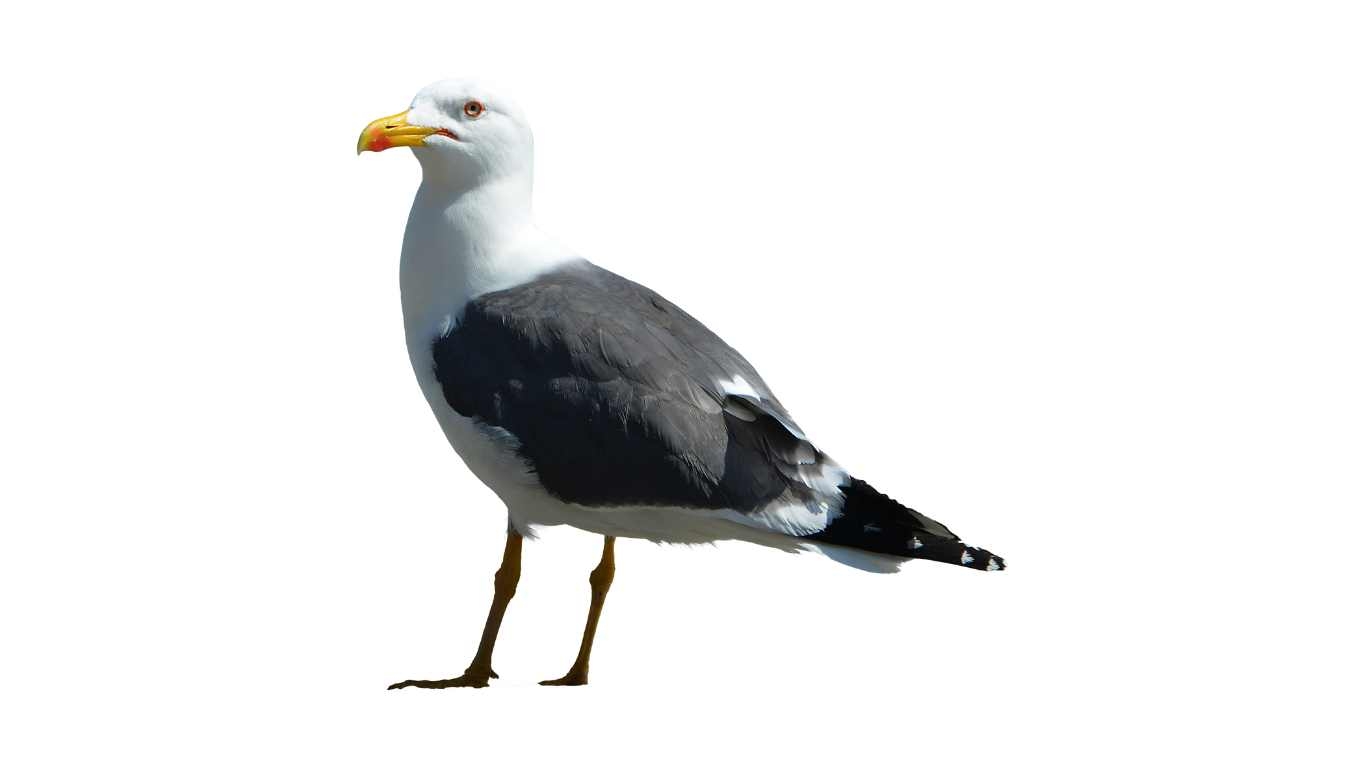 Honolulu Bird Control Experts