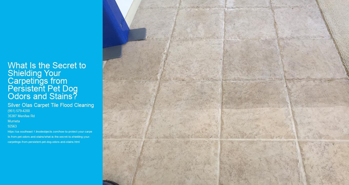 What Is the Secret to Shielding Your Carpetings from Persistent Pet Dog Odors and Stains?