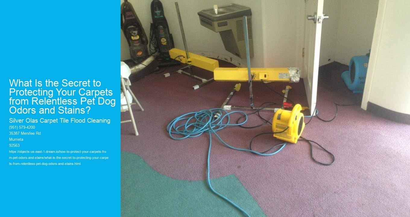 What Is the Secret to Protecting Your Carpets from Relentless Pet Dog Odors and Stains?